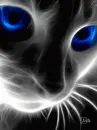Glowing Cat