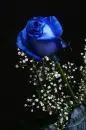 blue rose