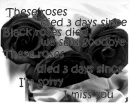 seven black roses