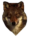 wolf avatar