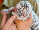 White Tiger Baby