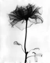 Black Flower