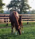 Mare and Foal