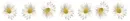 daisy divider
