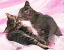 cats