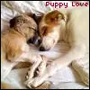 Puppy Love