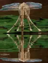 giraffe fairy