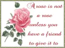 Pink Rose