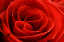 Beautiful Red Rose