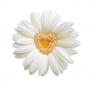 A flower for you sweetness