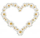Daisy Heart