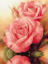 reflecting pink roses