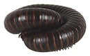 millepede