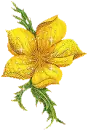 yellow flower