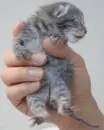 holding a kitten