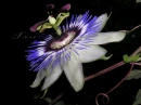 Misflores