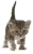 kitten