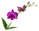 Lilien