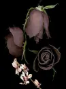 three gothic roses