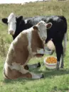 cow milking a cow