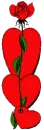 rose growing amid hearts