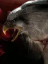 fierce eagle