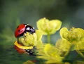 Ladybugs