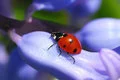 Ladybugs