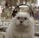 dancing cat