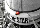 lady bug