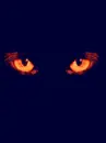 Cat Eye