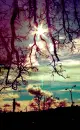 Sunshine/Creepy Tree
