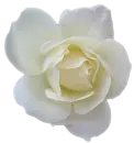 rosa blanca