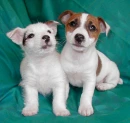 puppies