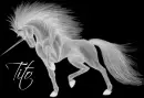 tito unicorn spirit