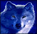 wolf morphed