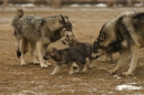 Wolf  family