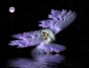 Fairy