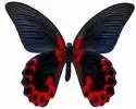 Papilio Rumanzovia 