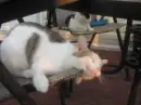 Kitty
