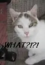 What~Cat
