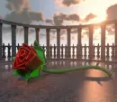 rose