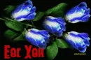 Roses for You ... 