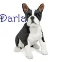 Darla