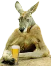 canguro cervecero