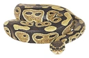 snake