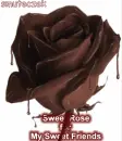 Rose for My Friends