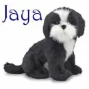 Jaya