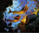 the mermaid's treasure morph