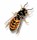 yellowjacket